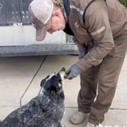 UPS Driver Comes Home Late Because He Is Busy Making Friends With Dogs & Cats At His Stops