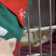 West Virginia Shelter Fills Christmas Stockings For Each Homeless Dog & Cat To Be Opened On Christmas Morning