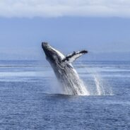 When Fins Fly — Face-Off in Salish Sea Between Humpback Whales and Orcas a Sight to Behold