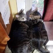 Woman Finds Two Stray Tabby Kittens From Different Litters in the Same Month