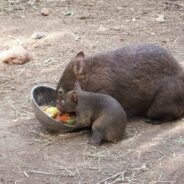Wombats the Size of Cars? Be Glad You Didn’t Live Back Then!