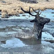 Young Elk Trapped In Mud Up To His Neck Rescued By Wildlife Officers