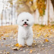 10 of the Most Affectionate Dog Breeds