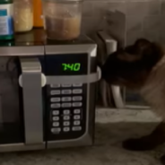 Family Puts Child Lock On Microwave To Prevent Rescue Cat From Stealing Food