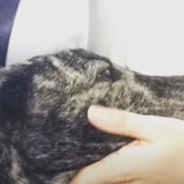 Family Rescues Sweet Greyhound Who’d Never Been Indoors Before