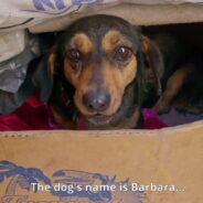 Frightened and Cold, a Dachshund Waits for an Owner Who Doesn’t Return, but Happiness is Right Around the Corner