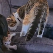 Gentle Rottweiler Helps Mom Care For Tiny Kitten