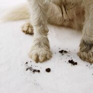How to Keep a House Clean with Dogs