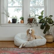 How to Make Sure You’re Starting Your Pet’s Year Off Right