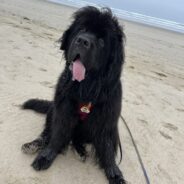 How to Teach a Dog to Stay