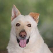 Jan. 24 is Change a Pet’s Life Day