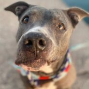 Lovely Velveteen Hippo, Neveah, Needs Busting Out of Doggy Confinement Tout Suite!