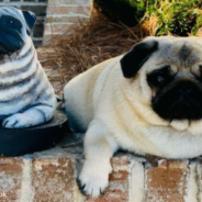 Maggie The Pug Loves Hanging Out With A Statue That Looks Just Like Her