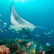 More Than Half of Reef Sharks and Rays at Risk of Extinction, According to New Research