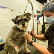 Nonprofit Helps Struggling Parents Become Dog Groomers