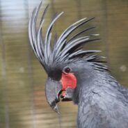 Parrot Town Can Help with Your Parrot’s Loneliness/Boredom and Your Sanity