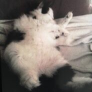 Pet Cat ‘Adopts’ New Baby, Tries to Teach Her How to Crawl