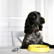 Pet Food Transparency