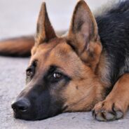 Police Investigate After K-9 Officer Accused of “Stealing” Food in Funny Facebook Post