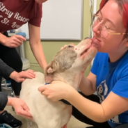 Police Rescue Dog That Was “Brutally Shot” And Bring Her To Clinic For Help