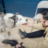 Rescue Malamute Fights Back From The Brink Of Death And Finds A Place To Call Home