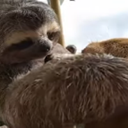 Rescue Sloth Embraces Beagle Friend In Sweet Hug