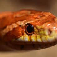 Scotsman Freaked Out by 4-Foot Corn Snake Living in Late Aunt’s Kitchen Sink