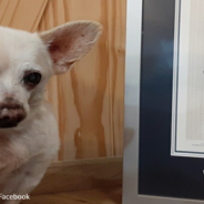 Spike The Rescue Chihuahua Takes The Title Of World’s Oldest Living Dog