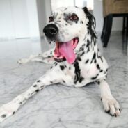 What is the Dalmatian Temperament Like?