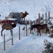 Young Colt Plays A Game Of Ball With Wild Elk Outside His Pen