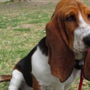 9 Popular French Dog Breeds