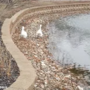 A Heartbroken Widow Goose Finds Love Again Just In Time For Valentine’s Day