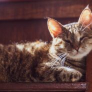 Adventure Cat Doesn’t Let Her Blindness Stop Her From Exploring the World