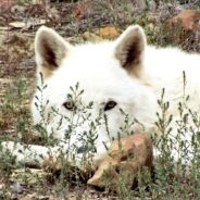 Arctic Wolves Fare Better Due to Extreme Isolation