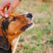Ask Dr. Aziza: How Can I Help Improve My Dog’s Coat & Skin?