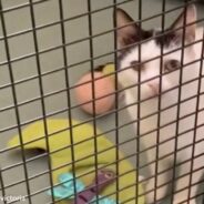 Australian Animal Shelter Throws “Pity” Party For Adult Cats To Help Them Find Loving Homes