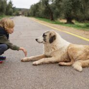 Can Dogs Sense Human Emotions?