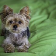 Canine Cognitive Dysfunction Syndrome