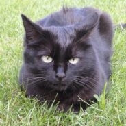 Cat Adopts Woman While She’s Visiting Her Grandmother’s Grave