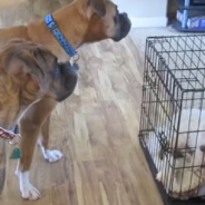 Clever Boxer Helps Friend Bust Out Of His Kennel