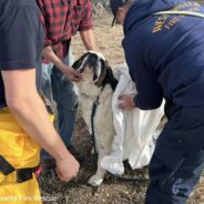 Colorado Firefighters Rush To Save 155-Pound St. Bernard From Icy Water