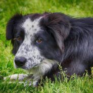 Dog with Three Legs Loves on All Who Meet Him
