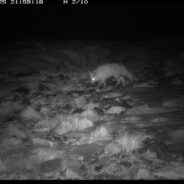Endangered Fox Found Outside its Known Range, Shows It’s More Widely Distributed Than Thought