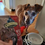Five Easy Ways to Use Dog Food Toppers