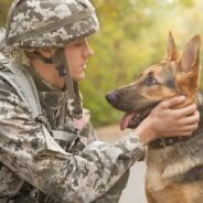 Five Ways to Honor the Courageous Service of K9 Veterans on National K9 Veterans Day