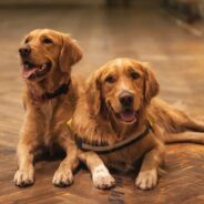 How Much To Feed Your Dog and Other Nutrition Questions Answered