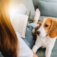 How To Deal With Separation Anxiety in Pets