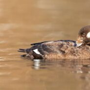Lead Ammunition Officially Banned in EU Wetlands, Expected to Save Millions of Birds