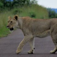 Lions Bring Traffic To A Halt At Kruger National Park