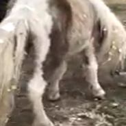 Little Boy Wins Heart Of Rescue Pony Who Was Scared Of Kids